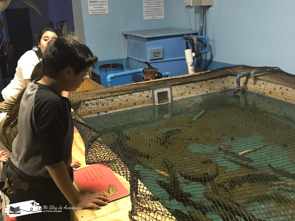 Acuario de Valparaíso | Mi Blog de Aventuras | 2018