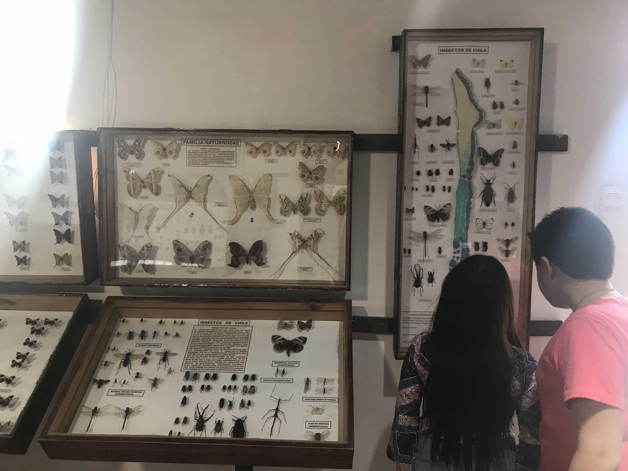 Museo Entomológico, Vicuña | Mi Blog de Aventuras | 2018