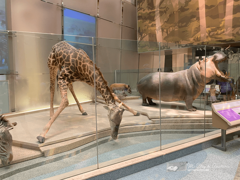 Cómo visitar el Museo Nacional de Historia Natural en Washington DC ...