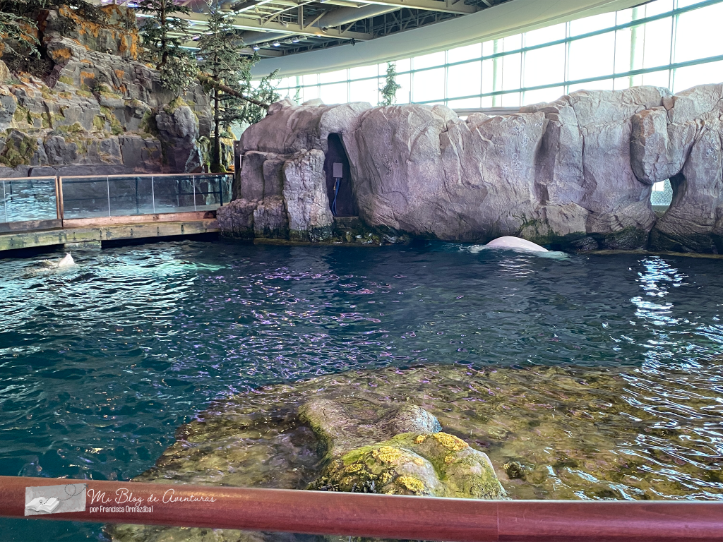 Tanque de las belugas, Acuario Shedd | Mi Blog de Aventuras | 2024