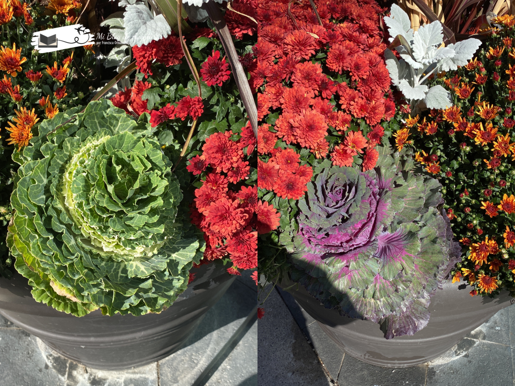 Maceteros con flores de repollo en Toronto Canadá | Mi Blog de Aventuras | 2024