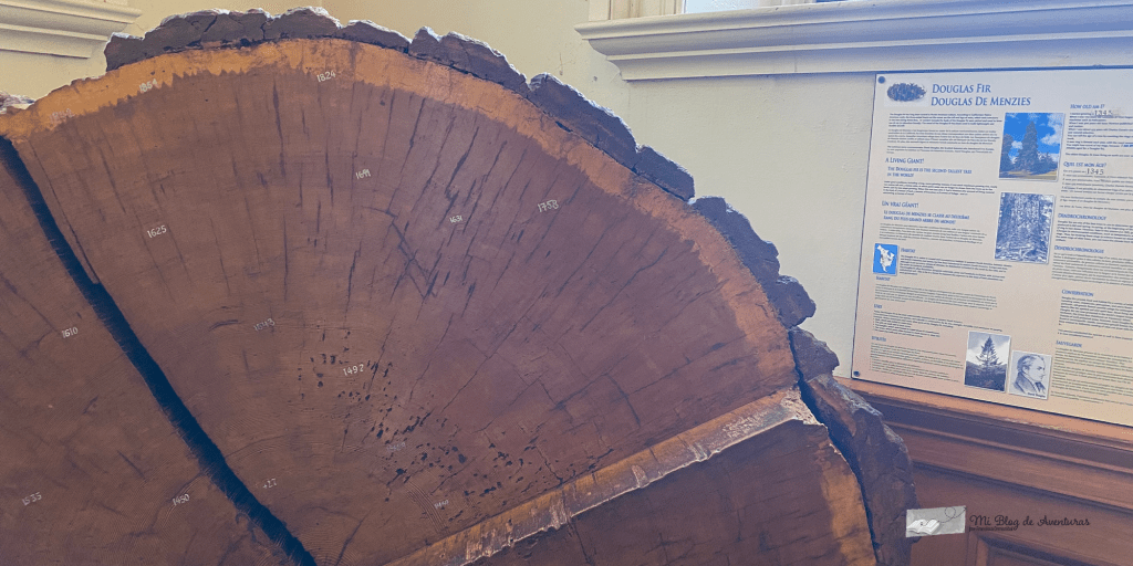 Visitar museo Redpath en Montreal douglas fir abeto de douglas | Mi Blog de Aventuras | 2024